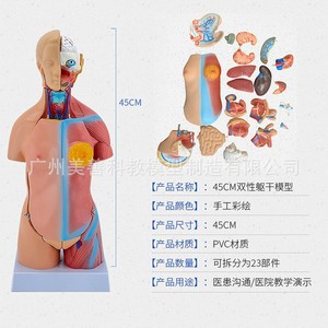 Torso hermafrodita de 45 cm con 23 modelos de órganos internos. Modelo anatómico de torso humano masculino y femenino con estructura interna femenina - Product Image 3