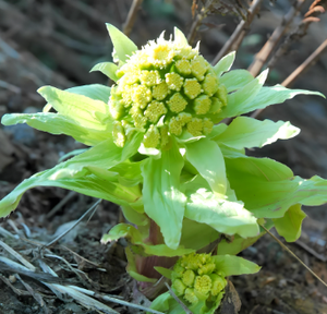 핫 세일 하이 퀄리티 벌크 녹색 건강 식품 첨가제 순수 천연 버터 추출물 - Product Image 2