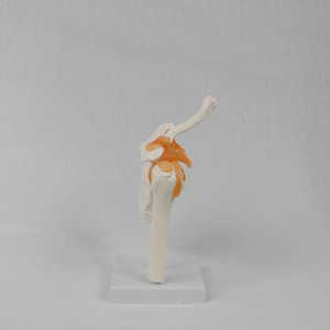 Modèle fonctionnel de l'articulation de l'épaule ; Modèle pédagogique d'articulation humaine - Product Image 3