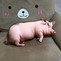 Peluche cochon réaliste mignonne, animal en peluche endormi, peau rose douce, queue bouclée, en tissu coton brodé
