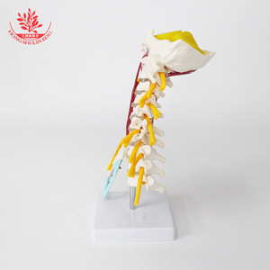 Modèle squelettique médical humain FRT040, sept vertèbres cervicales avec muscles et nerfs, en PVC. - Product Image 1