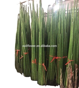 E-3120 fabbrica di grandi vasi pianta per la vendita all'aperto pianta artificiale serpente erba <span class=keywords><strong>Bonsai</strong></span> per la casa - Product Image 3