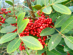 Vente en gros de nouveaux produits alimentaires : Épices, fruits de piment rouge, poivre <span class=keywords><strong>rose</strong></span> séché de haute qualité pour l'assaisonnement et la cuisine - Product Image 4
