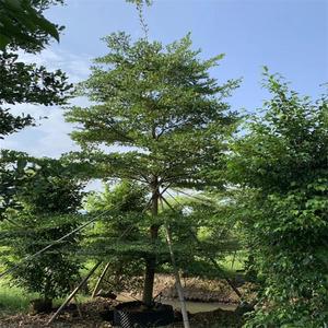 Terminalianeotalialacapuron trồng cây lá xanh cây cây trang trí sân vườn cây cảnh ngoài trời - Product Image 3