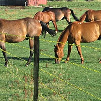 Heldere elektrische omheining voor vee, herbruikbare geitenomheining, grote boerderijen, pluimvee-uitrusting, polywire voor veeteelt.