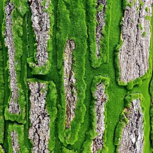 Casca <span class=keywords><strong>artificial</strong></span> de palmeira Roll up Grass Painel de parede Moss <span class=keywords><strong>Tree</strong></span> <span class=keywords><strong>Bark</strong></span> para venda - Product Image 1