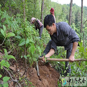 Fu Ling teh Herbal China bentuk persegi, teh kesehatan kering mentah kualitas tinggi harga grosir - Product Image 4