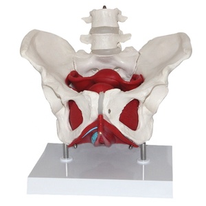 Modello Anatomico Smontabile del Bacino Femminile con Muscoli del Pavimento Pelvico e Modello Lombare - Product Image 1