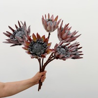 Fleur artificielle de monarque séchée, fleur Principla de style européen, décoration florale artificielle, accessoire de photographie pour maison modèle