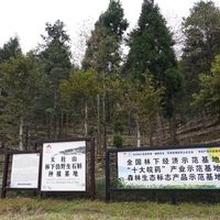 Dendrobium sauvage de haute qualité dans la forêt de la montagne de Tianzhu Coffret cadeau