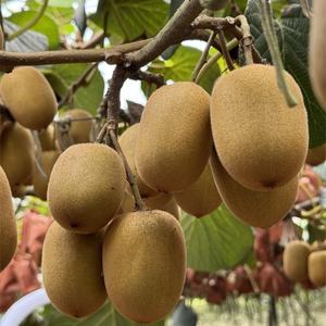 เกสรพันธุ์ผู้ของกีวี |   ตัวเลือกอันดับต้นๆ สำหรับการผสมเกสรเทียม |   รับประกันผลตอบแทนและรายได้ - Product Image 6