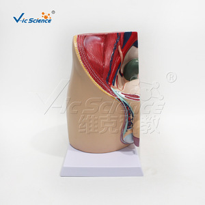 Modèle de simulation pédagogique de section sagittale de la cavité pelvienne masculine (système reproducteur et urinaire) ; modèle biologique - Product Image 5