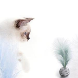 Jouet interactif Star Ball pour chat en peluche pour animaux de compagnie jouet interactif et de mouvement pour chats - Product Image 3