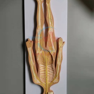 Modèle anatomique du système nerveux humain HC-S234 - Product Image 2