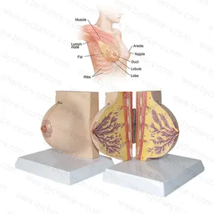 人体女性乳房解剖模型哺乳教学乳腺外科培训医学生和教师教育辅助