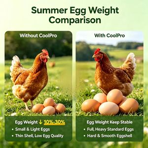 Probióticos Qianbaisheng para Aliviar el Estrés por Calor en <span class=keywords><strong>Gallinas</strong></span> <span class=keywords><strong>Ponedoras</strong></span>, Mejoran la Producción de Huevos y la Calidad de la Cáscara, África - Product Image 1
