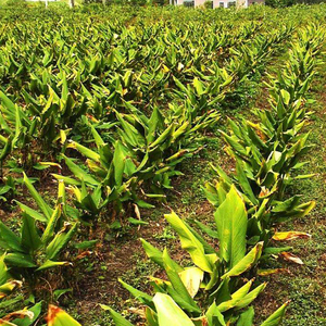 95% cúrcuma comosa <span class=keywords><strong>polvo</strong></span> de extracto de - Product Image 3