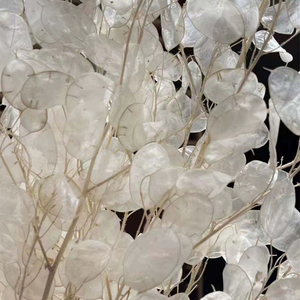 Bouquet di Fiori Secchi Lunaria Annua Bianchi Preservati per Decorazioni Domestiche o Matrimoniali dalla Fabbrica dello Yunnan - Product Image 3