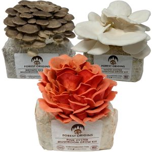 Kit de culture de champignons de la mer Specialty <span class=keywords><strong>Trio</strong></span>, lot de 3 variétés, idéal pour les débutants, facile à utiliser, excellent cadeau de jardinage pour les fêtes et un cadeau unique - Product Image 1