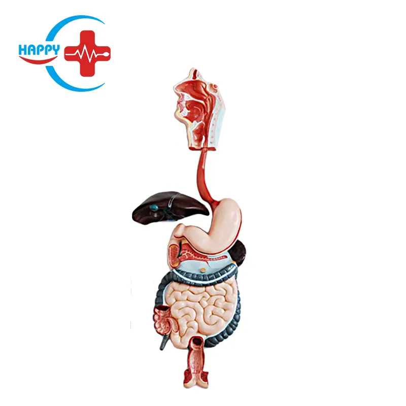 HC-S251 human Digestive system model medical training manikin teaching model