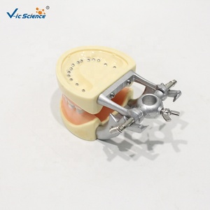 Modèle dentaire standard, modèle de mâchoire à dents permanentes pour l'enseignement médical buccal CE/ISO/ROHS/CNAS - Product Image 5