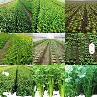 Vente directe du fabricant Semoir à légumes à moteur diesel 10 rangs Carotte Chou Oignon Semoir 12 rangs Semoir à essence