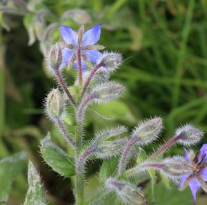 ธรรมชาติ <span class=keywords><strong>borago</strong></span> <span class=keywords><strong>officinalis</strong></span> l. สมุนไพร p. E. ผงสกัด <span class=keywords><strong>Borago</strong></span> <span class=keywords><strong>officinalis</strong></span> - Product Image 2