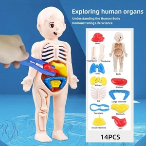Modèle d'anatomie du corps humain, jouet éducatif - Matériaux en silicone et plastique, assemblage facile, apprentissage scientifique pour les enfants - Product Image 5