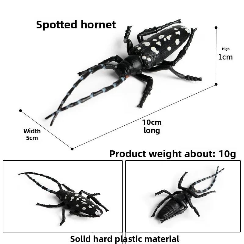 Spotted beetle-3014