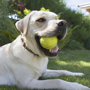 Palla da Tennis personalizzata regalo regalo personalizzato regalo per cani Pet Pet palizzata con Logo