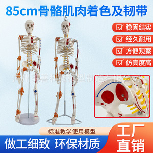 Modelo de Esqueleto Humano Completo de 85 cm con Estructura Musculoesquelética y Ligamentos, Columna Vertebral Desmontable, Cráneo Blanco para Yoga - Product Image 4