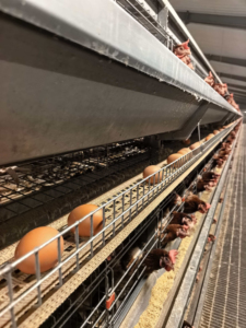 Nouveau système de cages en batterie de type H durable pour poules pondeuses, en acier galvanisé, pour fermes avicoles et production d'œufs efficace - Product Image 2