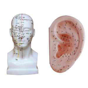 Cabeza de ciencia médica ADA, modelo de acupuntura de 20CM y modelo de acupuntura de oreja de 40CM para enseñar y Aprender anatomía - Product Image 1