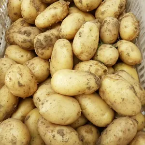 Fresh Potato Bright Yellow Flesh China Supplier Clean Surface 100% Natural Organic