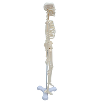 Modèles anatomiques 45 cm en PVC de haute qualité, mini-jouet scientifique médical, modèle de squelette humain pour enfants
