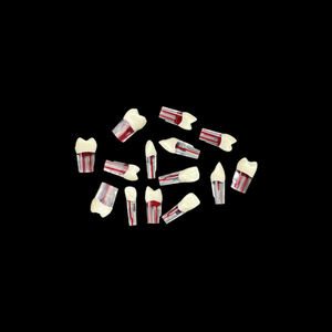 Set di 28 Modelli Dentali in Resina per Pratica Endodontica, Blocchi per Formazione su Radici, Canali Pulpari e Trattamenti RCT - Product Image 3