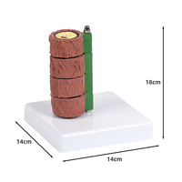 El Modelo Vascular Arterial-Venoso de Cuatro Etapas del Cuerpo Humano Simulado Es Meticulosamente Elaborado y Extremadamente Duradero