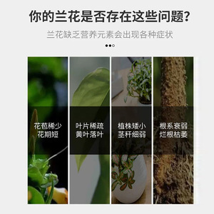 Agent stimulant la croissance des racines d'orchidées Eight Old Men, 100 ml, nourriture liquide pour plantes, pour la croissance des orchidées - Product Image 2