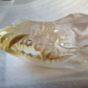 Modèle de dentition de chien de dents dentaires d'équipement éducatif transparent pour des ressources pédagogiques - Product Image 4