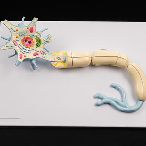 Modèle anatomique du nerf du corps, grossissement 2500 fois, structure des tissus cellulaires des fibres nerveuses, adapté à la recherche des neurologues - Product Image 5