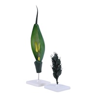 Modèle anatomique de fleur de blé botanique Xuequan M-060, modèle anatomique pédagogique pour l'école, matériau PVC durable, 36x10.5x12.5cm