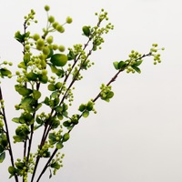 Begoniafruit met bladeren, kleine fruitjes met lange steel, miniatuurappel, tafeldecoratie voor thuis, gastenverblijf en showroom