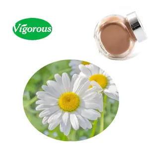 Pó de flor puro de bellis perennis, alta qualidade, saúde, extrato de margarida/margarida