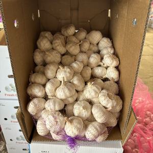 <span class=keywords><strong>Ail</strong></span> chinois personnalisé <span class=keywords><strong>ail</strong></span> blanc pur pour la vente marché <span class=keywords><strong>sud</strong></span>-africain 5.5cm - Product Image 5