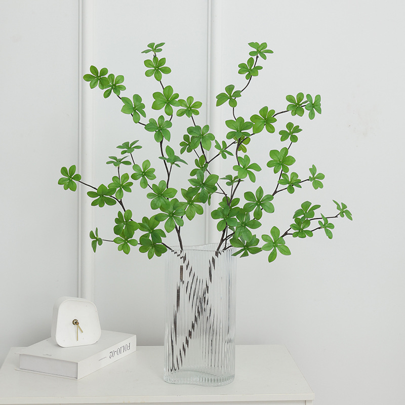 korallen zimmerpflanze Rhipsalis Rote Koralle Hängepflanze | 25 cm
