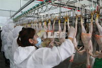 Ligne de production d'abattage de poulet, abattoir automatique de volailles, ligne de processus d'abattage