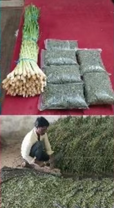 Hojas de Limoncillo Secas (Tamaño para Té) con Preparación Natural Pura, Hojas de Limoncillo Secas a Granel en Venta - Product Image 6