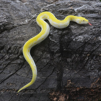 Jouet en plastique Serpent Doré, Modèle Vipère de Bambou, Cobra, Serpent à Clochettes, Article de Farce Effrayant, Maternité