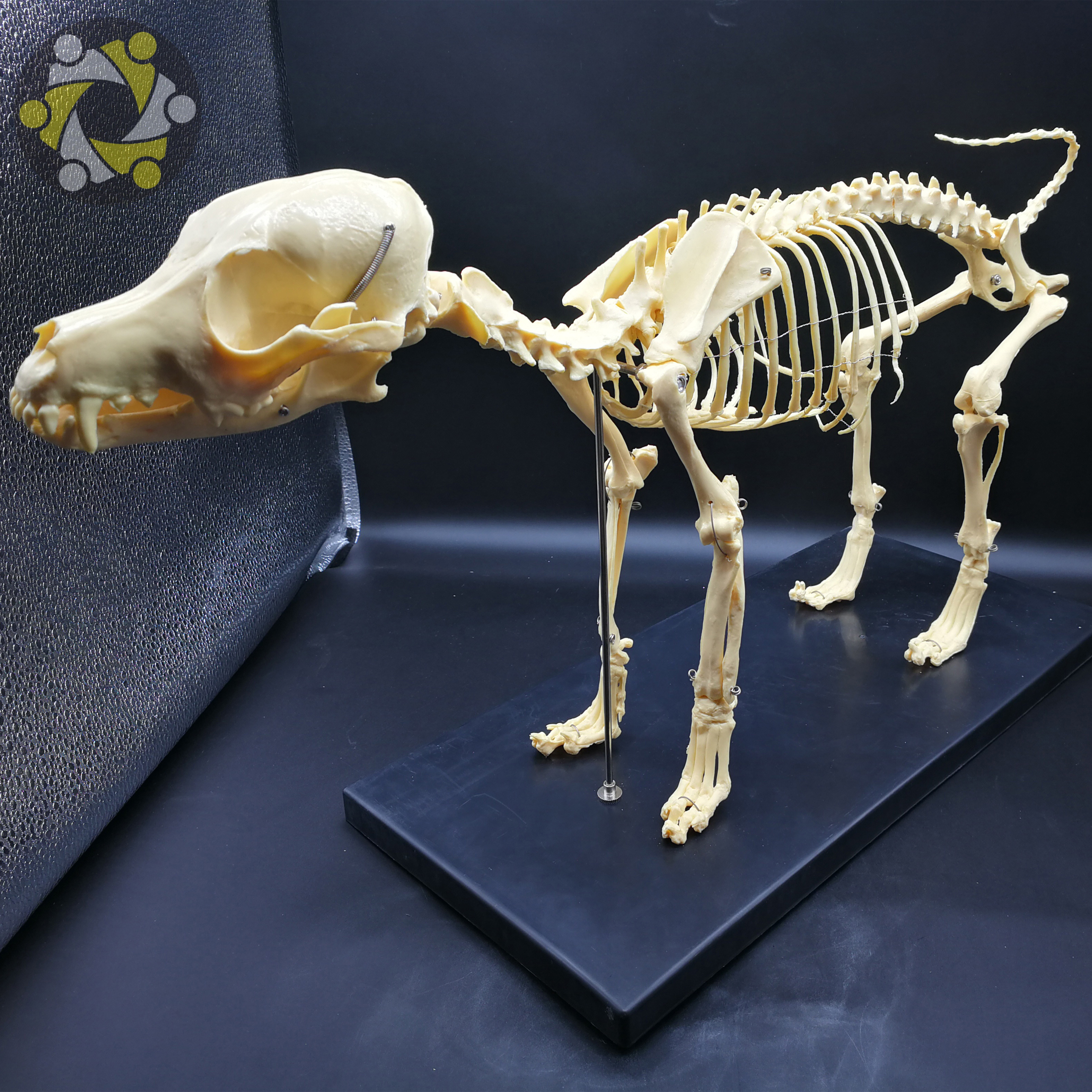 Медицинская научная биология, обучающая модель скелета собаки Canine для изучения