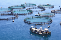 Cages à poissons pour l'aquaculture, cages flottantes en HDPE pour la pisciculture en haute mer